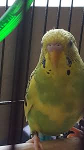 Male parakeets also have a larger physical structure and are stronger than female parakeets. New Parakeet D Male Or Female Parakeets