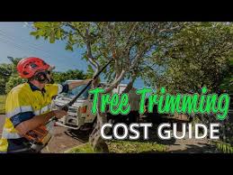 Once you get over 25′ tall the costs will rise given the fact that heavier equipment will be needed, such as: Tree Trimming Cost Guide 2021 Compare Prices Save 43