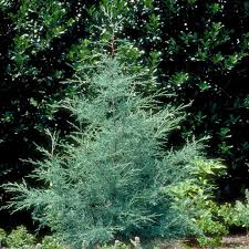 Image result for Cyphia erecta