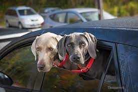 Shop 103, mid valley shopping centre, cnr centre valley rd & princess dr, morwell 3840. Walgreens Offers Vaccines A Veterinarian S Opinion