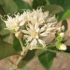 Image result for Vernonia praecox