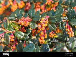 Image result for Berberis darwinii