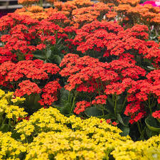 Image result for Kalanchoe dyeri