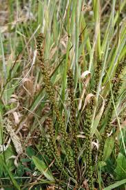 Image result for Striga linearifolia