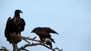 These birds are adapted to an aquatic existence with webbed feet, flattened bills, and feathers that are excellent at shedding water due to an oily coating. Kungsorn Och Havsorn Youtube