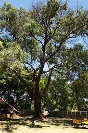 Image result for Berchemia zeyheri