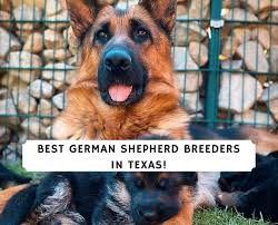 If you're wanting to adopt or rescue, the average price is anywhere between $125 to $500. 6 Best German Shepherd Breeders In Texas 2021 We Love Doodles
