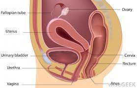 These different types of prolapse may have unique symptoms that are particular to that specific prolapse for example a rectocoele is typically associated with bowel symptoms. What Is A Urethral Prolapse With Pictures