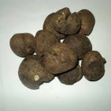 Image result for Buchholzia