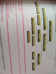 Draw A Flow Chart Showing Types Of Plant And Animal Tissues