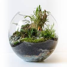 Care Terrarium Plants Closed Terrarium Plants Indoor Plant Care