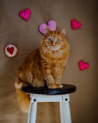 Madison Irons (@momentsbymadisonphotography) • Instagram photos and videos