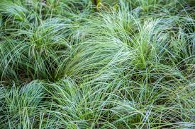 Image result for Carex sp.no.1