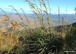 Image result for Tetraria