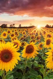 Sunflower Field Sunset Iphone 6 Plus Hd Wallpaper Hd Free Download Iphonewalls