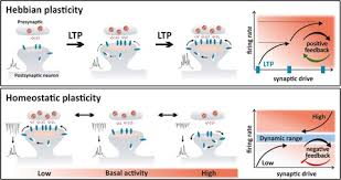 Consequently, investigation into the regulation of trpm6 has increased. Mechanisms Of Homeostatic Plasticity In The Excitatory Synapse Fernandes 2016 Journal Of Neurochemistry Wiley Online Library