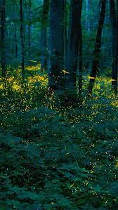 Bing Hd Wallpaper Jun 5 2020 By The Light Of The Fireflies Bing Wallpaper Gallery