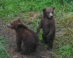 520 lbs (236 kgs), st. Brown Bear Mammals Of Serbia Guide Inaturalist