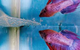 Betta Fish Bubble Betta Bubble Nests Info
