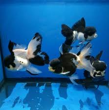 Beautiful Black And White Panda Oranda Fancy Goldfish Mana Vietne Goldfish Aquarium Pet Goldfish Pet Fish