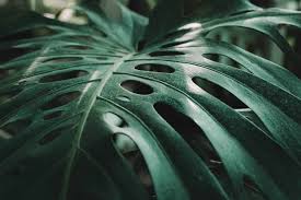 Inspirational designs, illustrations, and graphic elements from the world's best designers. Why Your Monstera Leaves Aren T Splitting What You Can Do To Help The Healthy Houseplant