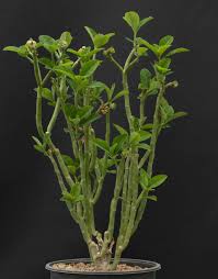 Image result for Euphorbia transvaalensis