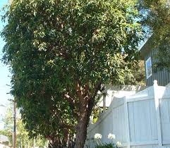 Image result for Lophostemon confertus