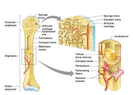 The names imply that the two types differ in density, or how tightly the tissue is packed together. Functions Of Spongy Bone