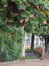 Image result for Dombeya lastii
