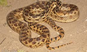 This is also similar to the size of some rattlesnakes, but again, gopher snakes aren't. Pacific Gopher Snake Coal Oil Point Reserve