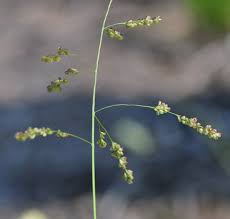 Image result for Steinchisma laxum