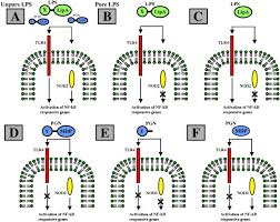 Maybe you would like to learn more about one of these? The True Ligand Of The Nod2 Receptor Is Peptidoglycan Instead Of Lipopolysaccharide A Schematic Representation Of Ligand Receptor Interactions And Nf Kb Activation Gastroenterology