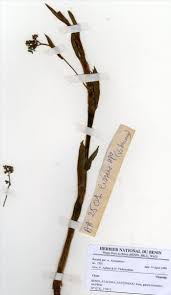 Image result for Cyphostemma crotalarioides