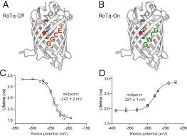 Mechanism and application of thiol–disulfide redox biosensors with a  fluorescence-lifetime readout | PNAS