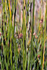 Image result for Ficinia