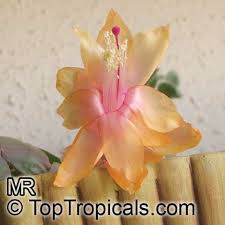 30 results for cactus thanksgiving. Schlumbergera Sp Orchid Cactus Thanksgiving Cactus Christmas Cactus Crab Cactus Toptropicals Com