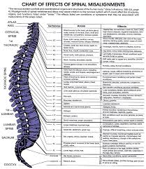 the effects of the individual vertebra on each body system