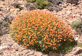 Image result for Argyrolobium macrophyllum