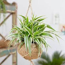Indoor flowering plants without sunlight india. 22 Plants That Grow Without Sunlight India Gardening