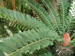 Image result for Ficalhoa