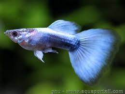 Poecilia Reticulata Guppy Aquarium Poisson Poisson D Eau Douce Eaux Douces