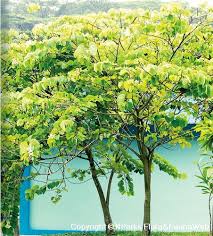 Image result for Bauhinia monandra