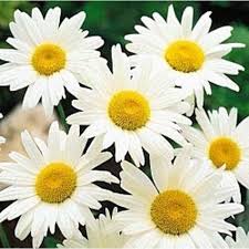 Maybe you would like to learn more about one of these? Shasta Daisy Alaska Nice Garden Flower 6 000 Seeds Walmart Com Walmart Com
