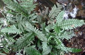 Image result for Triplophyllum protensum