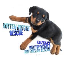 One of the best ways to get to know the pets is through our az care pet fair. Gilbert Az Animal Shelters Rescues Chewy Com