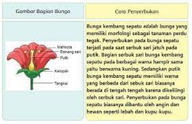 Soal tema 3 kelas 4 sd semester 1 ini saya khususkan hanya membahas sub tema 1 saja dengan 4. Jawaban Tema 1 Kelas 6 Gambar Bagian Bunga Dan Cara Penyerbukannya