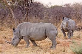 Rhinoceros Wikipedia The Free Encyclopedia Gergedanlar Gri