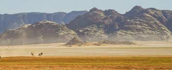 Image result for Nelsia quadrangula