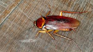 Amymidget01 leaked private tape