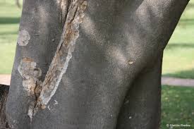 Image result for Celtis africana